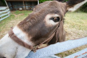 donkey