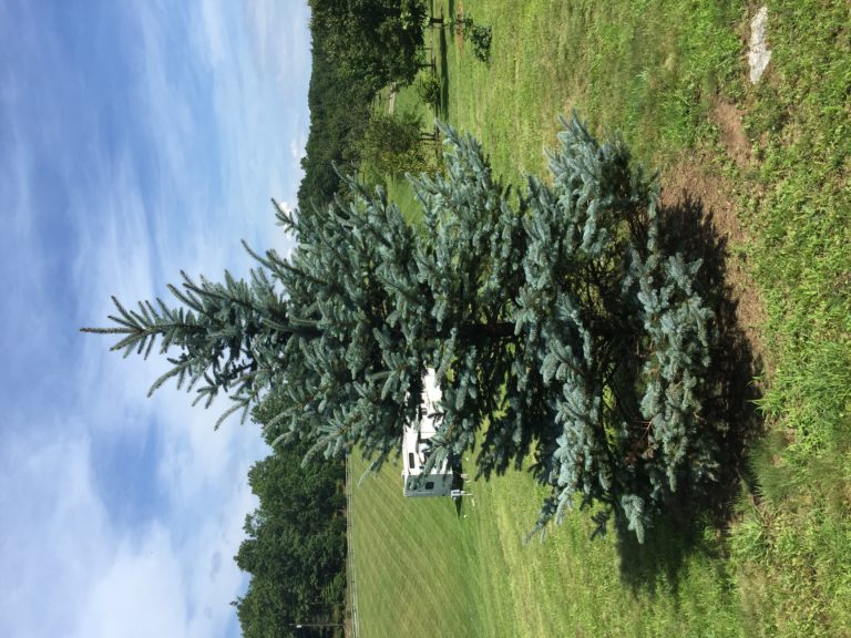 Pest alert – Colorado Blue Spruce Issues | N.C. Cooperative Extension