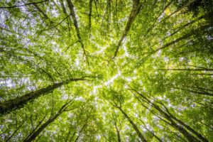 looking up through trees. Free to use, no attribution required.