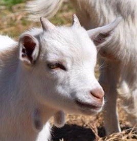 Cover photo for Pre-Breeding Management Decisions for Small Ruminants