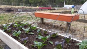 Greens in Raised Bed Garden