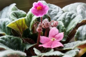 African Violet