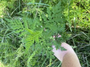Cover photo for Common Ragweed - Weed ID Wednesday