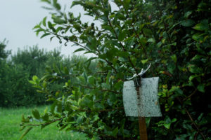 Apple trap in rainy, windy orchard