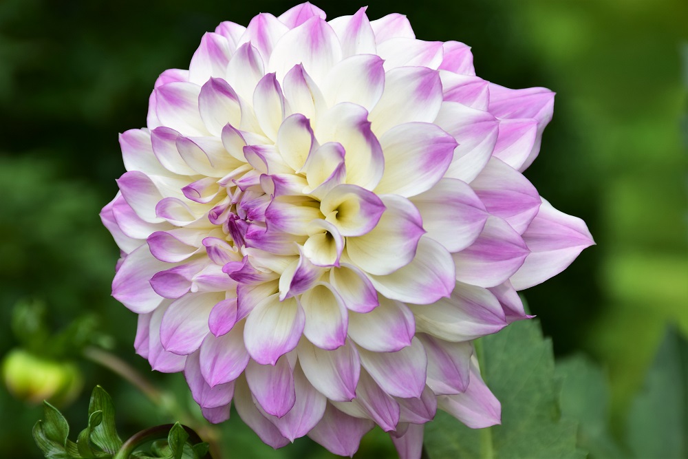 Bullington Dahlia Garden | North Carolina Cooperative Extension
