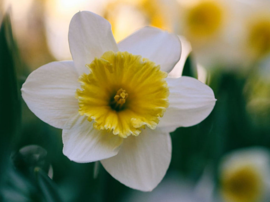 Plants That Survive and Thrive on the OBX Daffodil N.C. Cooperative