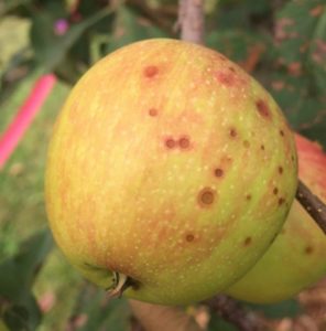 Cover photo for GLS and Bitter Rot Management at Harvest