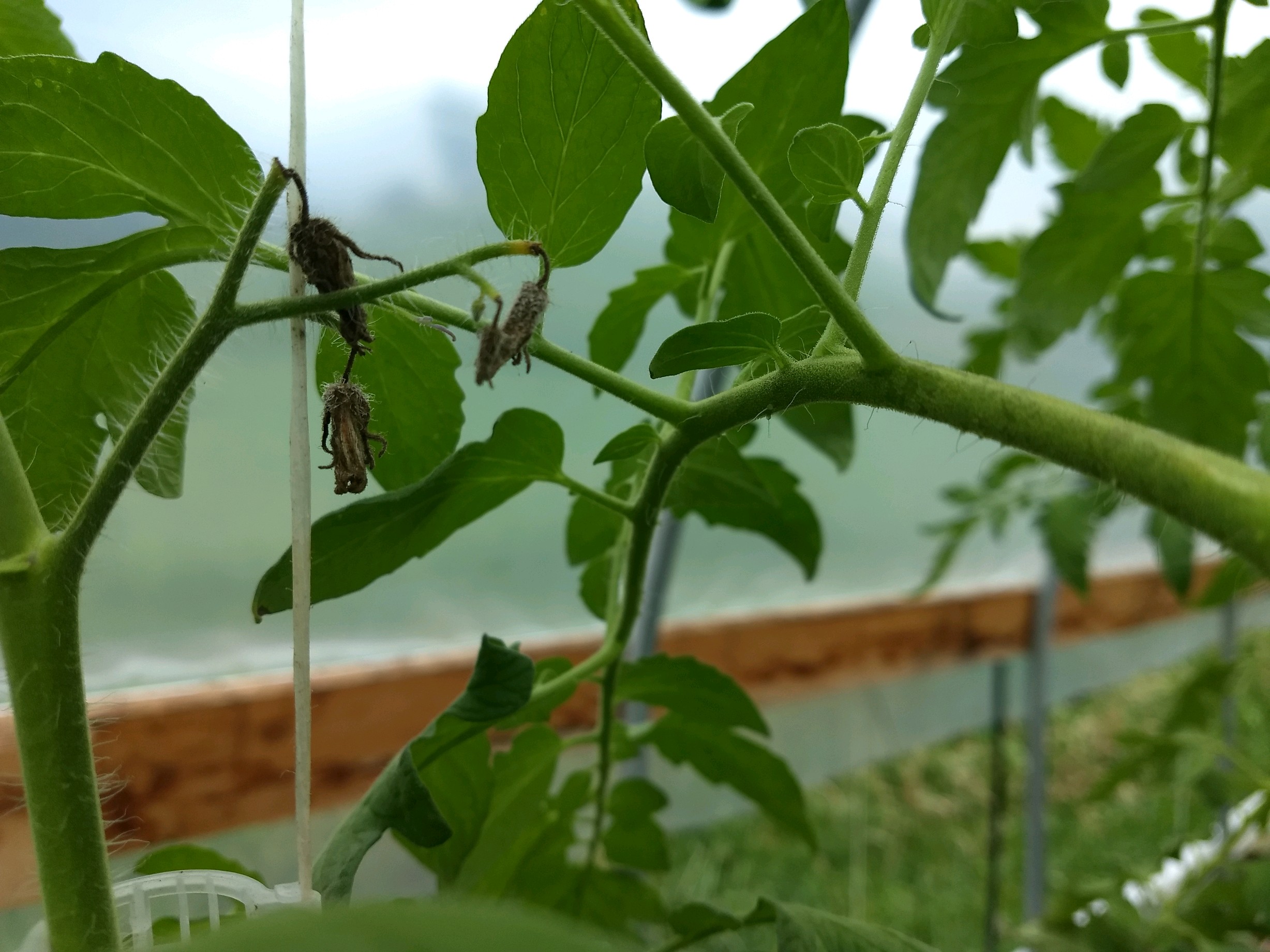 Tomato Blossom Drop Caused by Extreme Heat N.C. Cooperative Extension