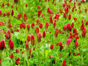 Image of crimson clover