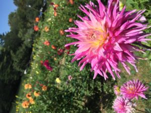 Cover photo for Gardening for Cut Flowers