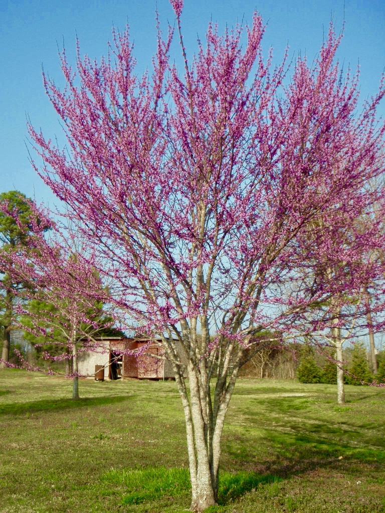 Plants That Survive and Thrive on the OBX Eastern Redbud N.C