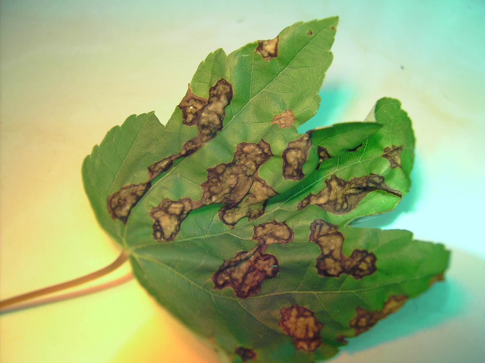 Pest Alert Leaf Spot Diseases on Trees and Shrubs N.C. Cooperative