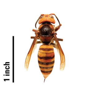 Cover photo for To Date NO Asian Giant Hornets Have Been Found in North Carolina