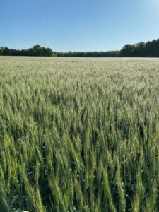 wheat field with blue sky in background and tree line