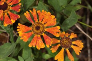 Helenium Moerheim Beauty