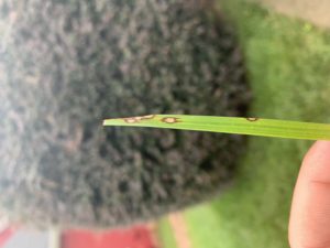 Cover photo for Struggling With Gray Leaf Spot in Tall Fescue?