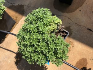 Fusarium wilt of chrysanthemum