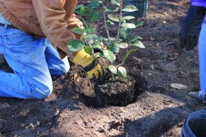 Cover photo for  Fall Is for Planting…Successfully 