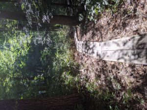 Wood plank trail in the woods