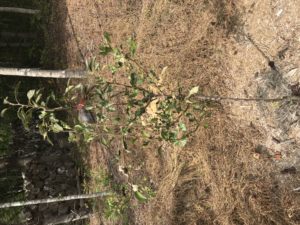 Pear tree