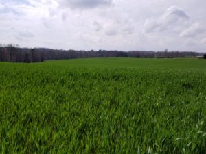 Cover photo for Video: Early Soil Fertility Management in Wheat