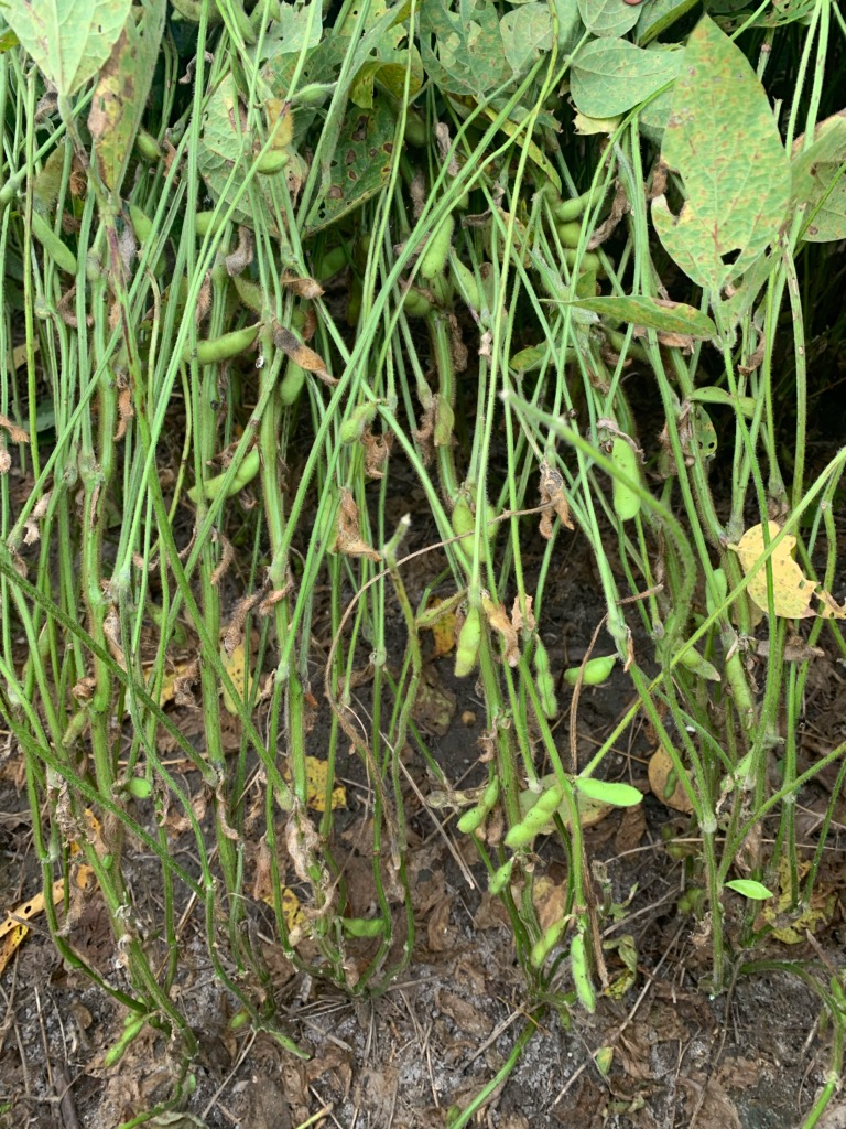 What Can Cause Soybean Pod Loss and Seed Abortion? NC