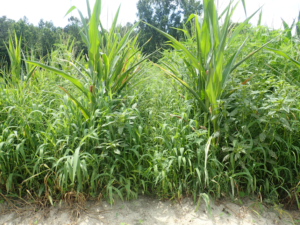 Texas panicum population in nontreated check plot.