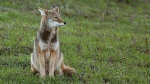 Cover photo for Managing Coyote Conflict with Livestock