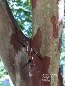 Cover photo for Crape Myrtle Bark Scale Makes an Appearance
