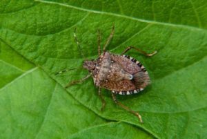Cover photo for Are Stink Bugs Sneaking Into Your Home?