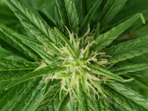 hemp, CBD, variety, cultivar, growth, fan leaves, apical flower, trichomes