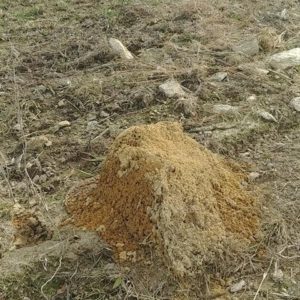 fire ants