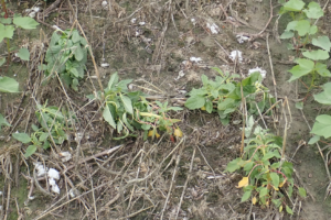 Palmer amaranth response to dicamba.