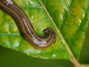 hammerhead worm