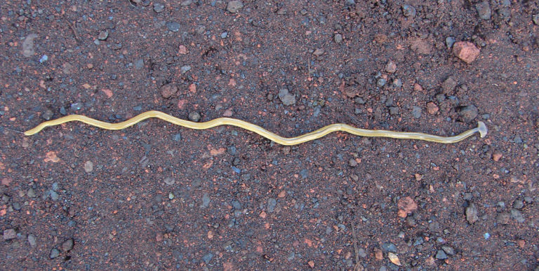 flat head worm north carolina flat head worm north carolina
