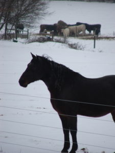 black horse is snow covered pasture with cattle in the background