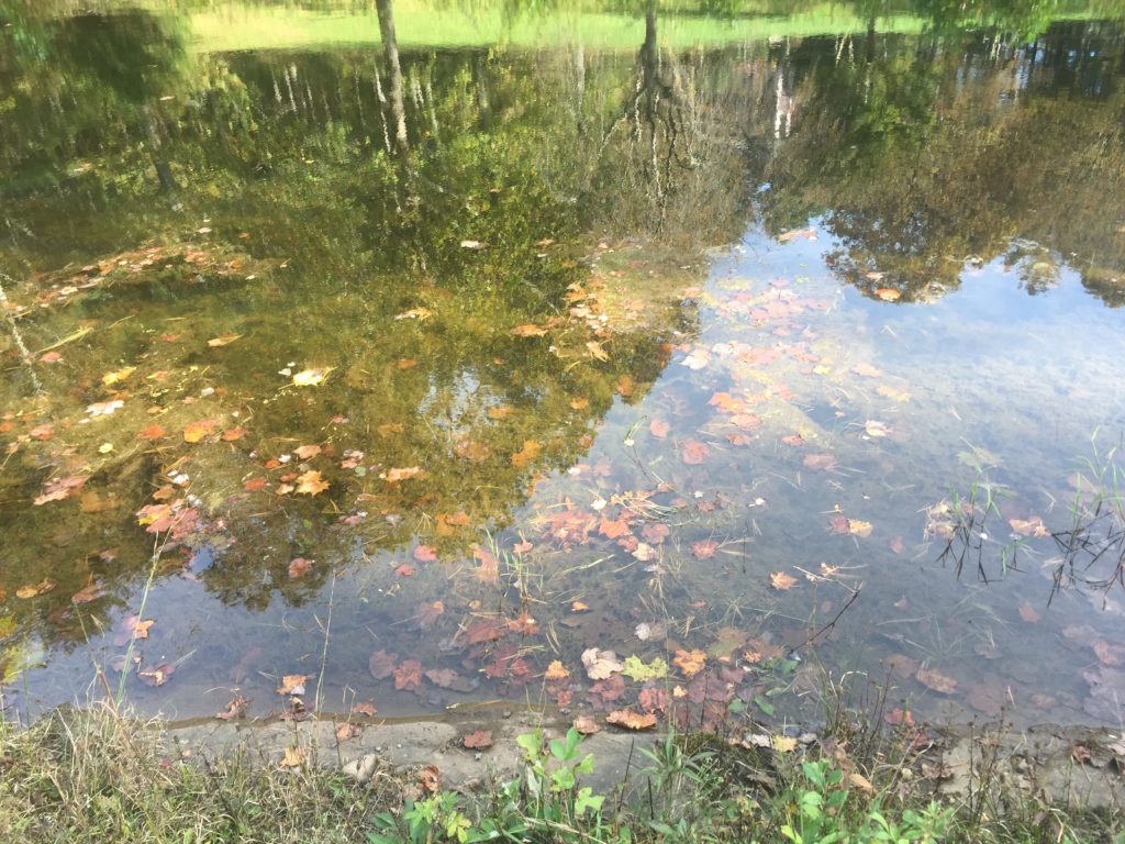 Pest Alert Algae in Ponds N.C. Cooperative Extension