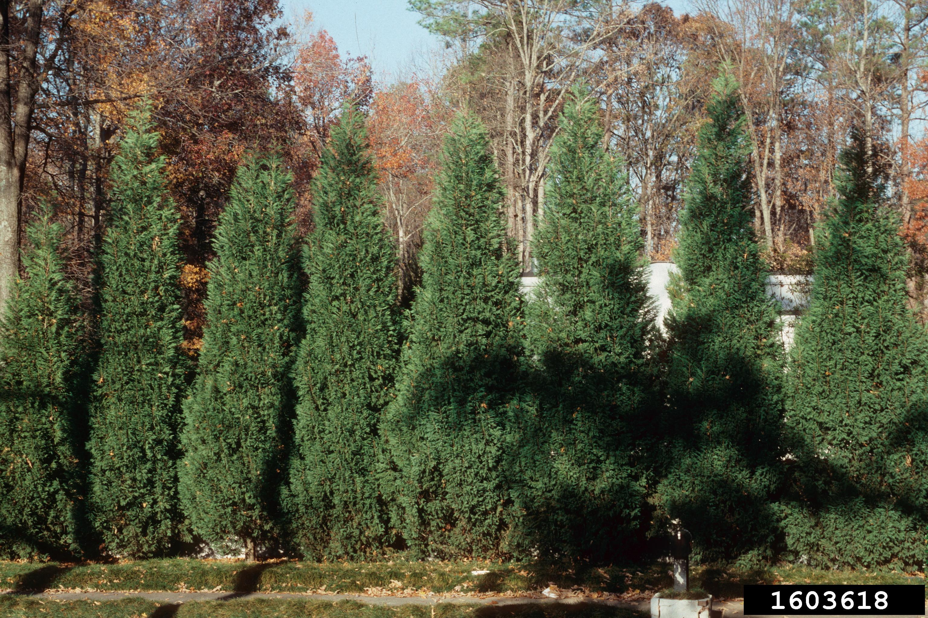 What’s Wrong With My Leyland Cypress? N.C. Cooperative Extension