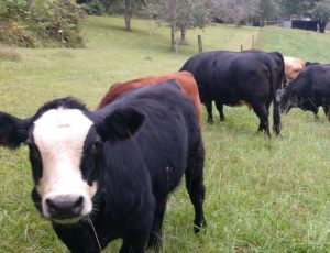 Cattle