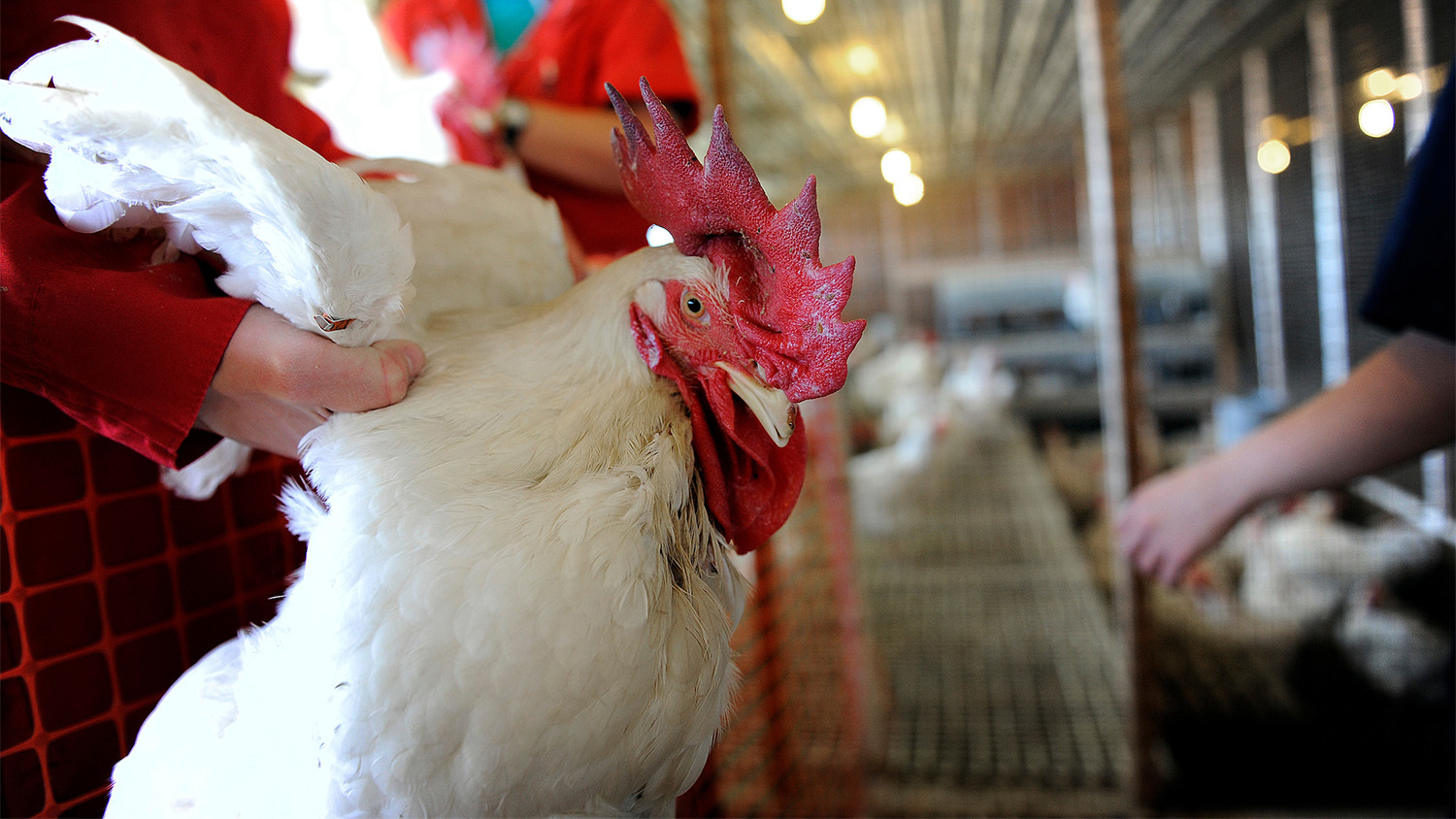 Canadian Farmer Resource Portal Offers Another Perspective on Poultry