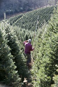 Christmas trees