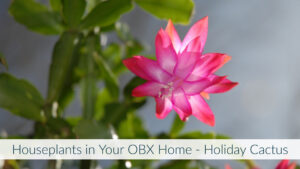 Cover photo for Houseplants in Your OBX Home - Holiday Cactus