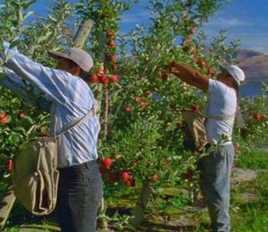 Cover photo for Department of Labor Announces Final Rule to Update Adverse Effect Wage Rate Methodology for H2A Workers