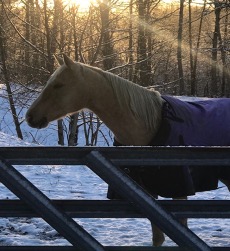 Cover photo for Management of Horses in the Winter