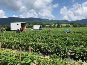 Cover photo for Online Produce Safety Alliance Growers Training