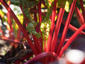 swiss chard