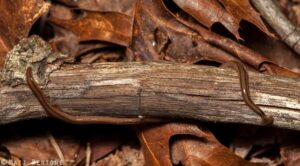 Cover photo for Terrestrial Flatworms, Land Planarians & Hammerhead Worms