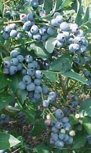 blueberries