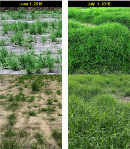 Cover photo for Research Brief: Evaluation of Sprigged Bermudagrass Cultivars in Spray Fields