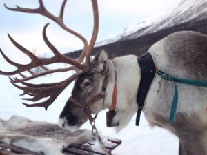 Photo of a reindeer